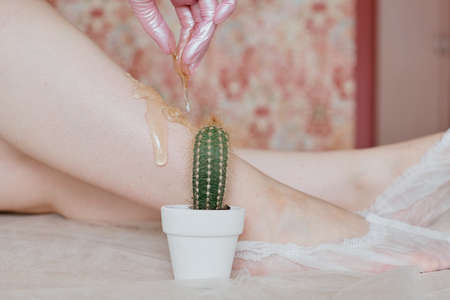 a green cactus with long prickly needles stands in a white pot against the background of a leg with sugar paste for sugaring. Sugaring paste is poured on the skin of the Shin next to prickly cactiの写真素材