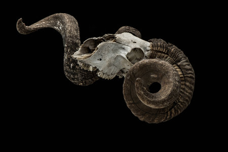 Ram skull with big horn isolated on black background.の写真素材