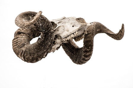 Ram skull with big horn isolated on white background.の写真素材