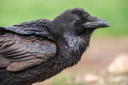 Black crow portrait isolated on natural green.