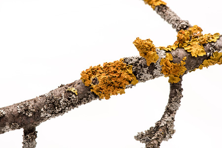 Lichen on a tree branch isolated on white background.の写真素材