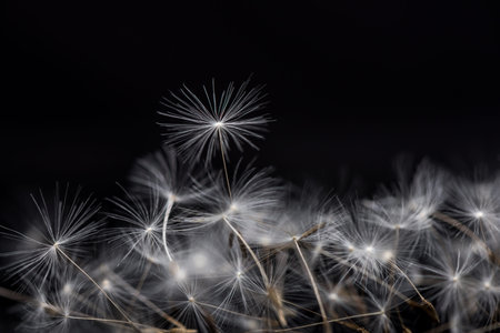 Dandelion Seeds. Many dandelion seeds closeup feather flower.