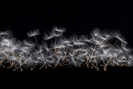 Dandelion Seeds. Many dandelion seeds closeup feather flower.の写真素材