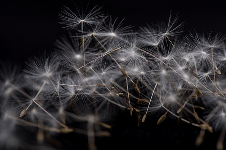 Dandelion Seeds. Many dandelion seeds closeup feather flower.の写真素材