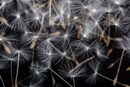 Dandelion Seeds. Many dandelion seeds closeup feather flower.