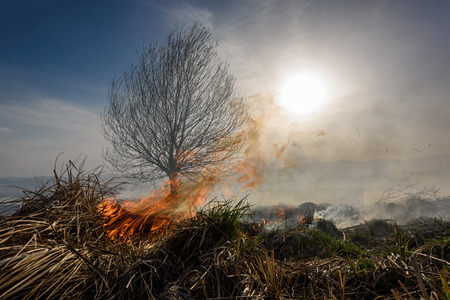Burned grass and tree on the field at sunset.の写真素材