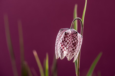 Chess flower. Eurasian species of flowering plant in the lily family.の写真素材
