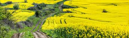 Agricultural field of rapeseed, plant for green energy