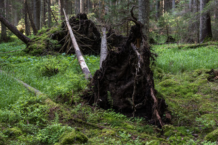 Fallen pine tree in the forest. Forest wild landscape.