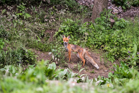 European Red Fox.