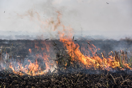 Burning straw stubble field, Which is a dangerous global warming. Smoke pollution.の写真素材