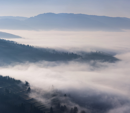 Beautiful morning landscape with trees in the will. Foggy Landscape in Mountains.の写真素材
