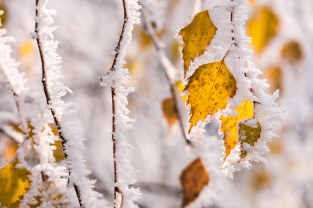 Leaves in the frost for background. Tree branch with yellow leaves covered with rime.の写真素材