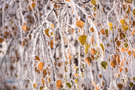 Leaves in the frost for background. Tree branch with yellow leaves covered with rime.の写真素材