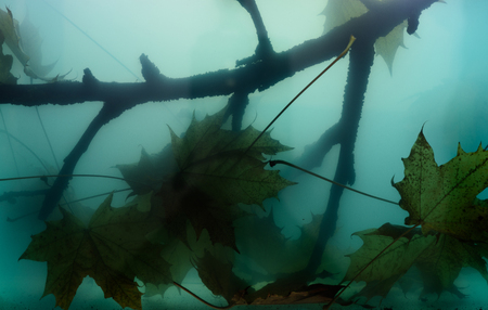 Underwater landscape, detail at the bottom of the lake. Underwater Scenery with Branch and Leaves.の写真素材