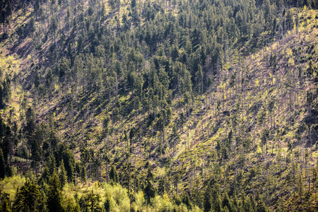 Deforestation, forest clearing. Pine tree forestry exploitation in the Carpathian Mountains of...