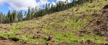Deforestation, forest clearing.の写真素材