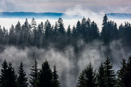 Forest in the morning fog. Fog divided by sun rays. Misty morning view in wet mountain area.の写真素材