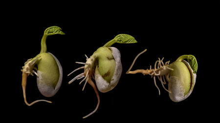 Different bean seeds germination isolated on black background. Bean seeds.