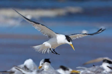 A Lesser crested tern glides in the wind in search of a spot to land with a silver gull looking on.の写真素材