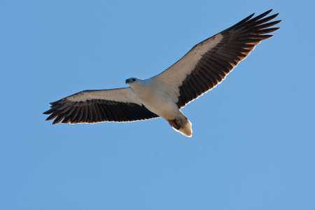 A White-bellied Sea-eagle soars overhead in search of prey in the form of fish, small rodents or even dead lambs.の写真素材