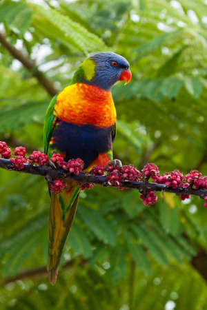 A Rainbow Lorikeet feeds on nectar of flowers and fruit.の写真素材