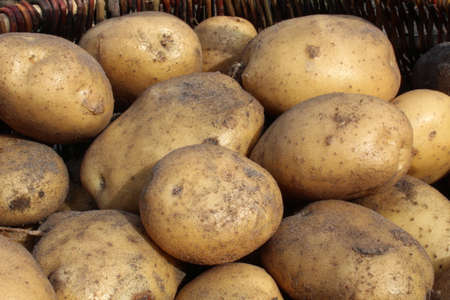 tubers of vegetables potatoes white yellow in the sand close up background foodの写真素材