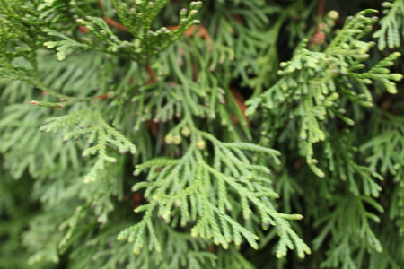 coniferous tree branches green close-up natural background.の写真素材