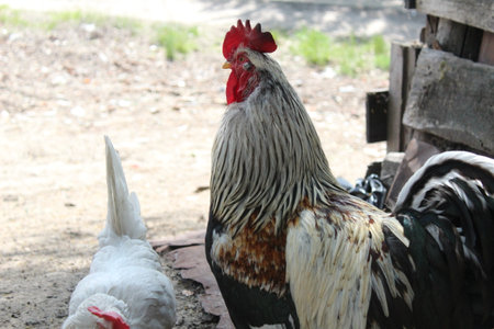 Rooster multicolored with red crest with pants summer sun air and wooden background.の写真素材