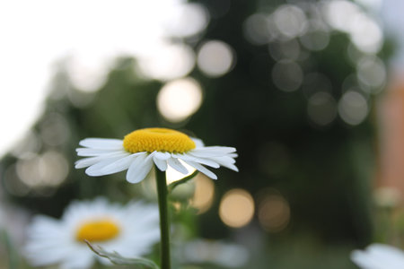 Flowers on the postcard daisy garden pharmacy is large plano with petals and bright middle with a copy of the space.の写真素材