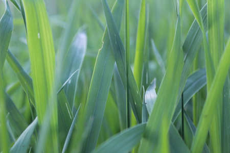 green grass background view from the side close upの写真素材
