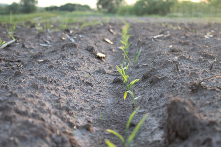 seedlings planting. The new life of the plant. agriculture. farming. It's a breeding. spring. New...