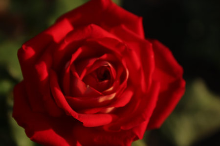 red roses in the evening light growing flowers rose garden. Flowers for mother's day women's day.