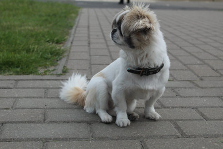 a small tibetan spaniel head dog in a full face in the city. Keeping pets in the urban environment.の写真素材