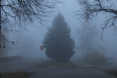 autumn landscape foggy autumn creepy strange.. Silhouettes of trees in the fog.の写真素材