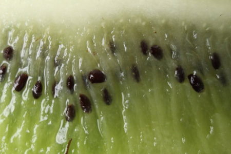 Kiwi is a crappy plan background of food. green food Vitamin c actinidia seasonal fruits.の写真素材