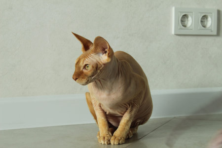 A ginger sphinx cat sits on a white light floor with space for copyspace text. Pet protection.の写真素材