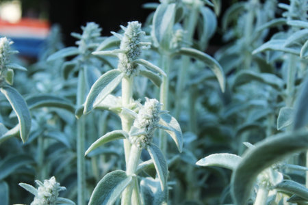 Stachys byzantia lambs ear Byzantine celandine close-up side view. Light green white grass