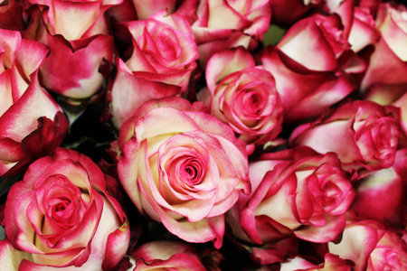 Floral background white pink roses close-up.