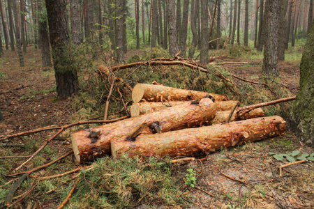 Wood logs stacked in a forest.