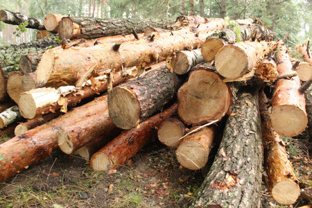 Close-up of logs. Background: natural wood bark close-up.