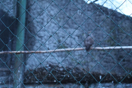 A bird behind a mesh fence.の写真素材