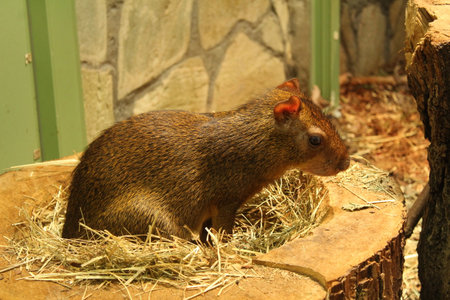 Dasyprocta azarae small rodent sitting on hay in the zoo.の写真素材