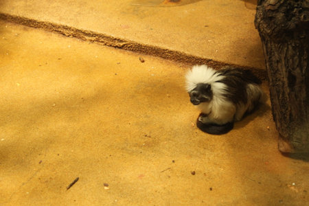 A monkey of the Tamarin breed eats vegetables on the floor of an enclosure in a zoo.の写真素材