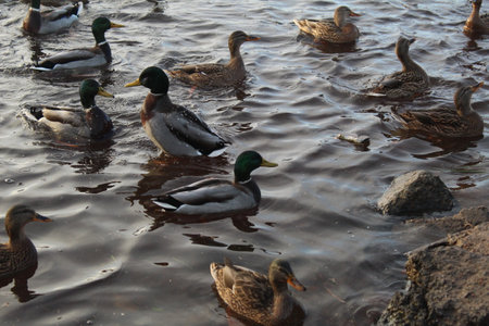 A flock of ducks rests on the water. Migratory birds in autumnの写真素材