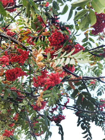 red ripe bunches of mountain ash on the branches. Autumn.