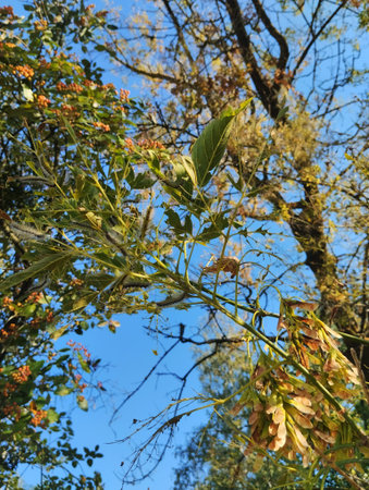 damaged trees in cobwebs and caterpillars. Parasites on leaves and cuts.