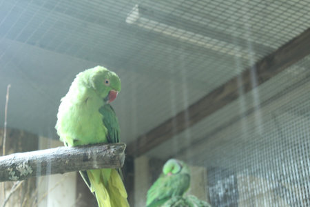 Psittacula eupatria beautiful green parrot with red beak sitting on a branch behind glass.