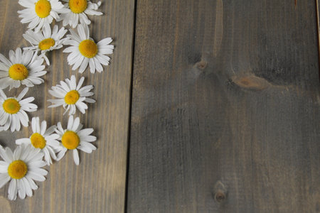 Chamomile flower with white petals and yellow center. Chamomile.の写真素材