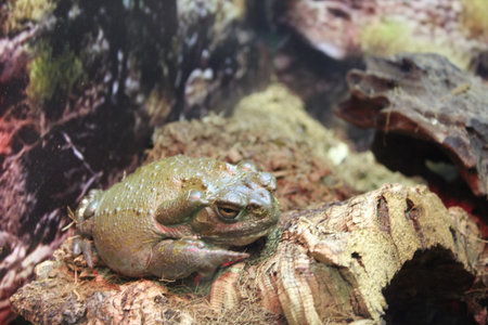 Incilius alvarius large frog toad sitting on rocks close-up.の写真素材